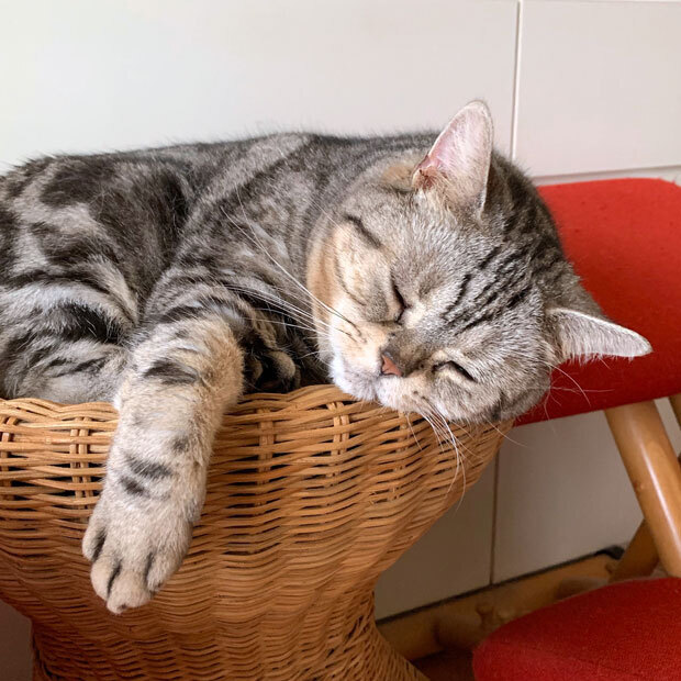sumomo365_201907_Cat_drill_00.jpg