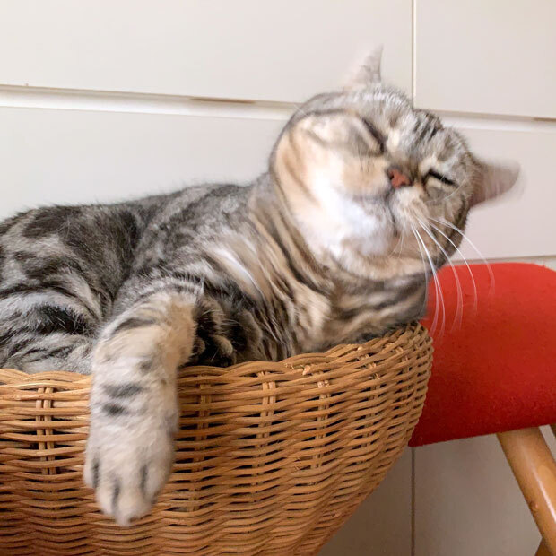 sumomo365_201907_Cat_drill_01.jpg
