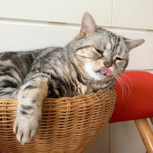 sumomo365_201907_Cat_drill_1.6.gif