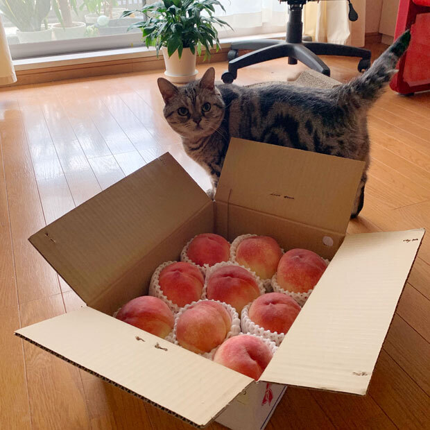 sumomo365_201907_Peaches02_01.jpg