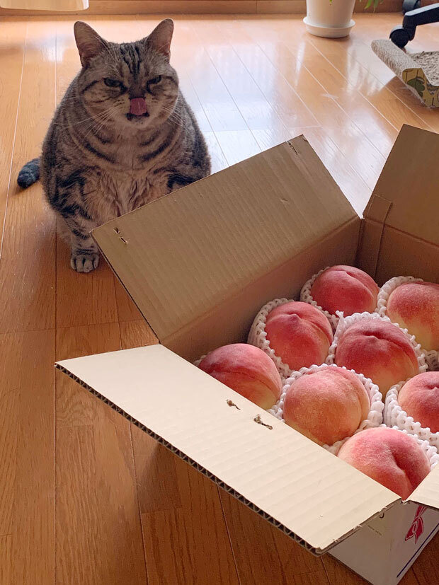 sumomo365_201907_Peaches02_03.jpg