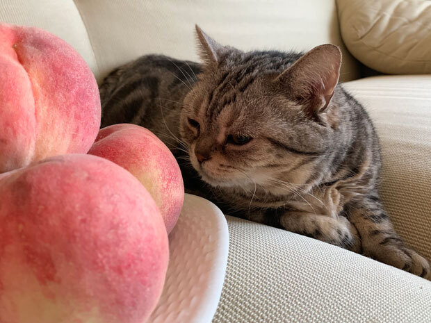 sumomo365_201907_Peaches_01.jpg