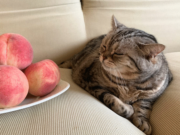 sumomo365_201907_Peaches_02_04.gif