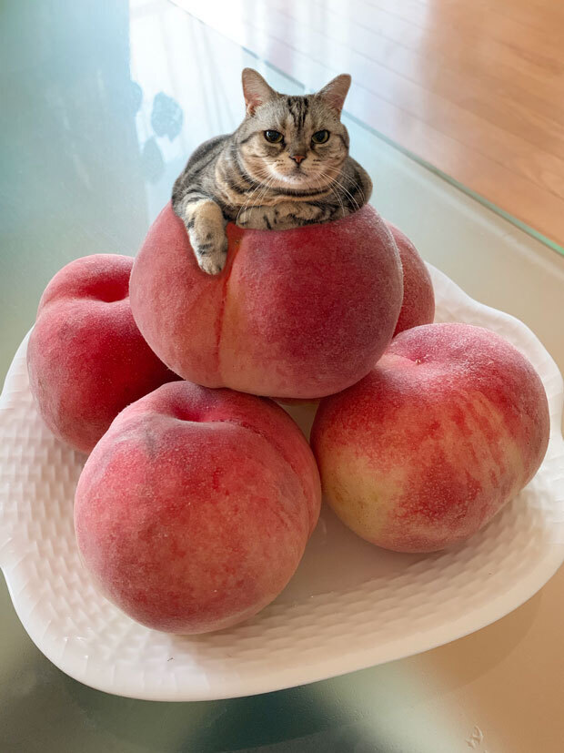sumomo365_201907_Peaches_03.jpg