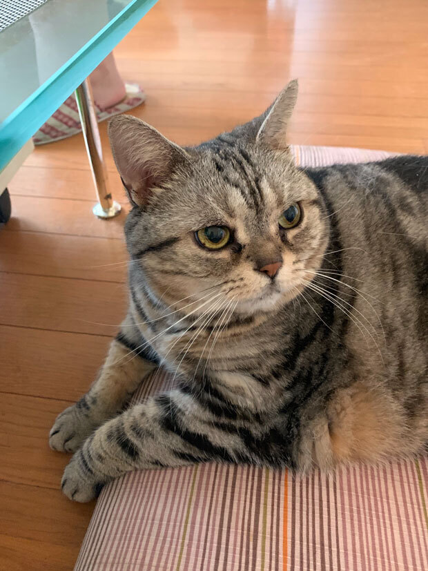 sumomo365_201907_slipper_00.jpg