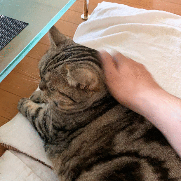 sumomo365_201908_Obon_01_03.gif