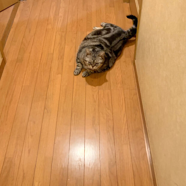 sumomo365_201908_sleep_stretch_00.jpg