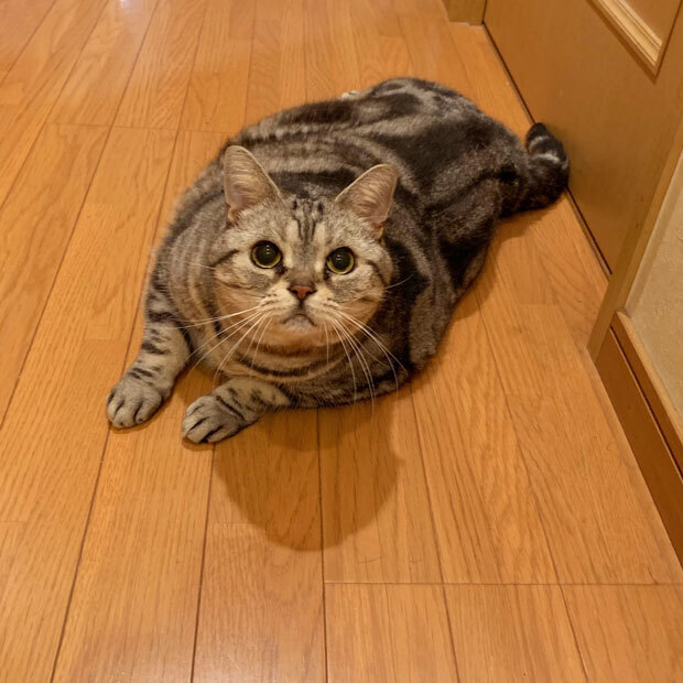 sumomo365_201908_sleep_stretch_01.jpg