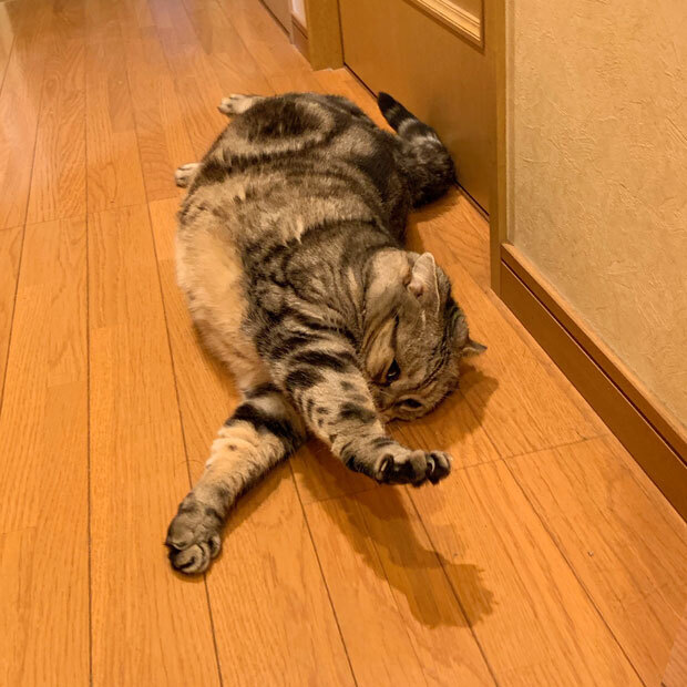 sumomo365_201908_sleep_stretch_03.jpg