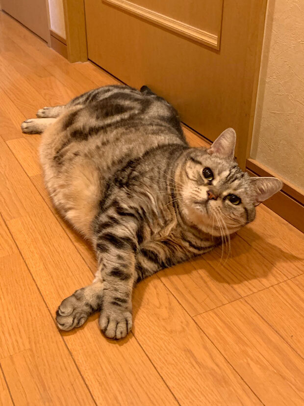 sumomo365_201908_sleep_stretch_04.jpg
