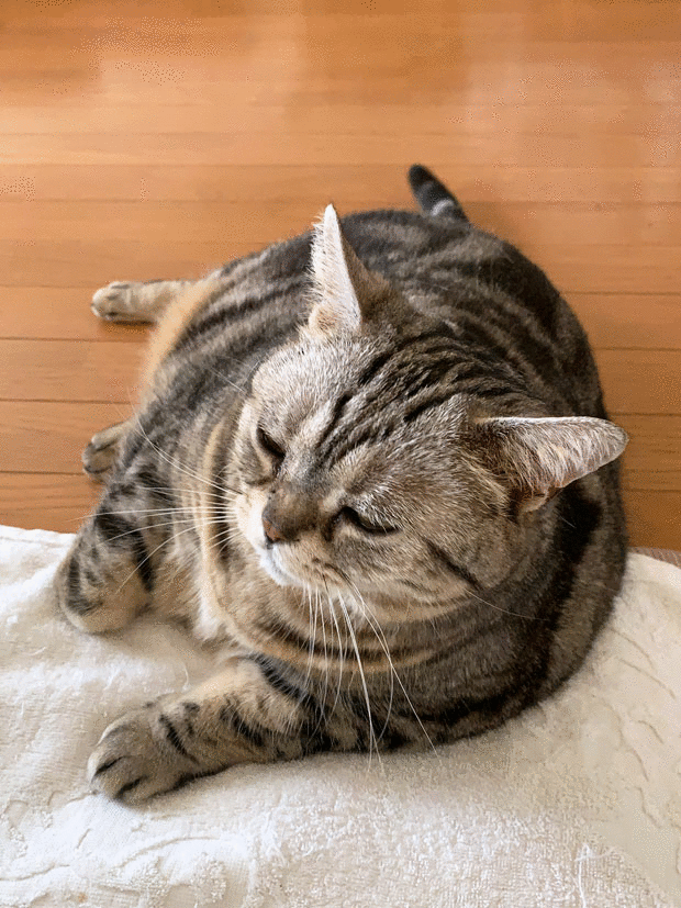 sumomo365_201909_Frustrated_04.gif