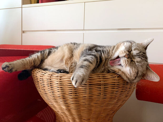 sumomo365_201910_Yawning_while_sleeping_01.jpg