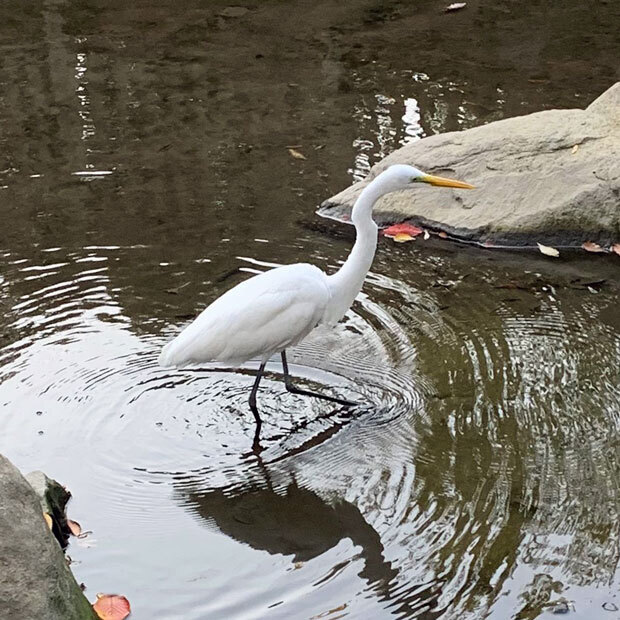 sumomo365_201911_Ardea_intermedia_00a.jpg