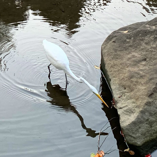sumomo365_201911_Ardea_intermedia_01.jpg
