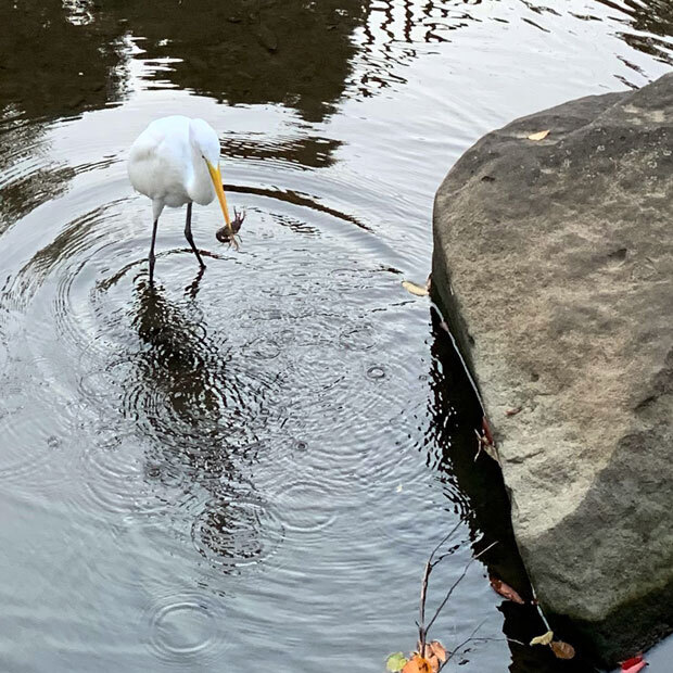 sumomo365_201911_Ardea_intermedia_02.jpg