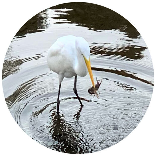 sumomo365_201911_Ardea_intermedia_03.jpg