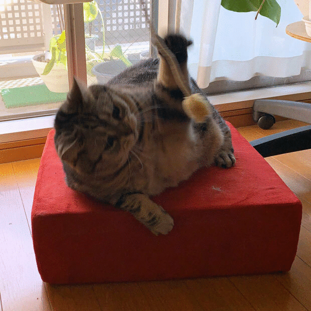 sumomo365_201911_Fighting_00_03.gif