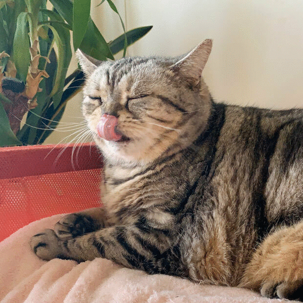 sumomo365_201912_Tongue_out_00_10.gif