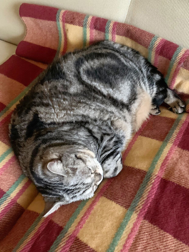 sumomo365_201912_sleep_00.jpg