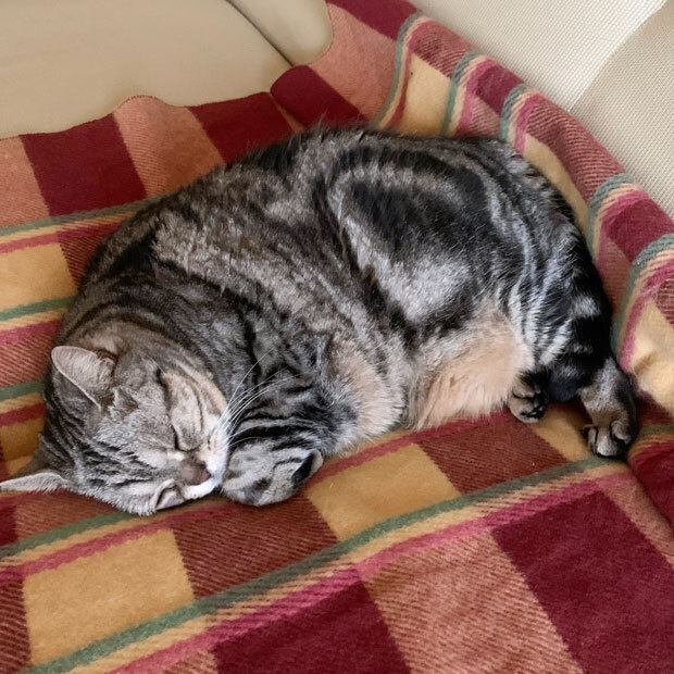 sumomo365_201912_sleep_01.jpg
