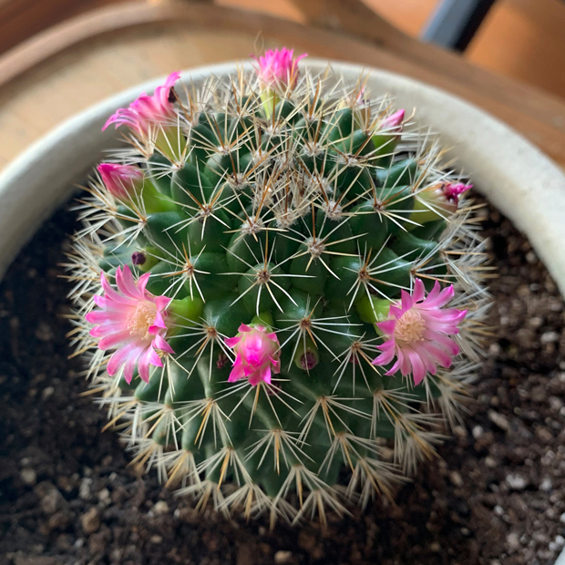 sumomo365_202002_Cactus_00.jpg
