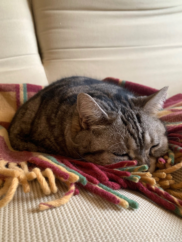 sumomo365_202002_Sleeping_fringe_00.jpg