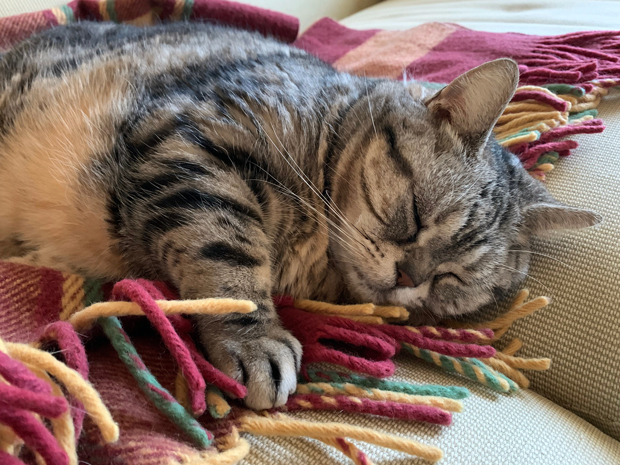 sumomo365_202002_Sleeping_fringe_01.jpg