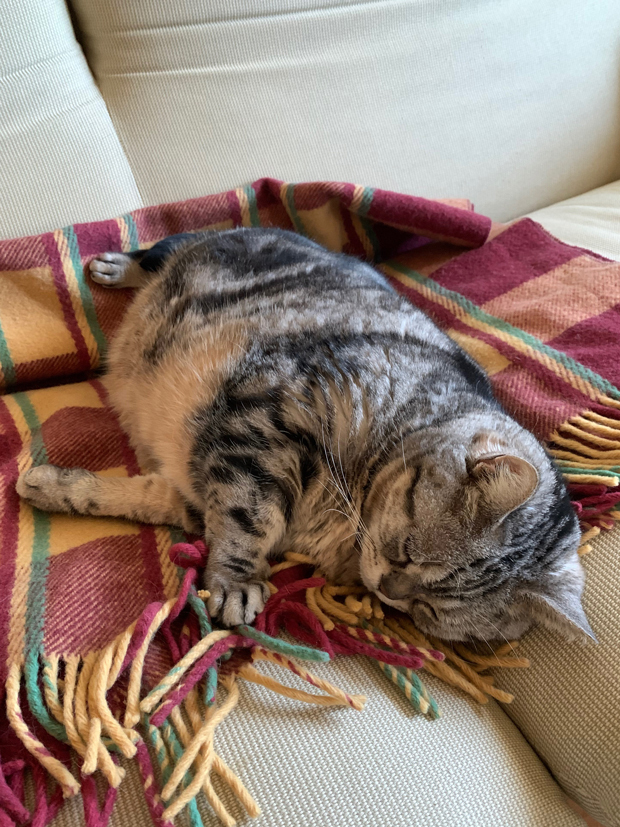 sumomo365_202002_Sleeping_fringe_02.jpg