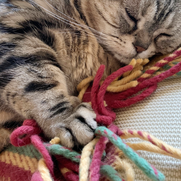 sumomo365_202002_Sleeping_fringe_05.jpg