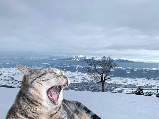 sumomo365_202003_Hokkaido_Furano_01.jpg