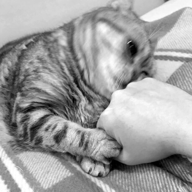 sumomo365_202003_Two_handed_punch_03.jpg