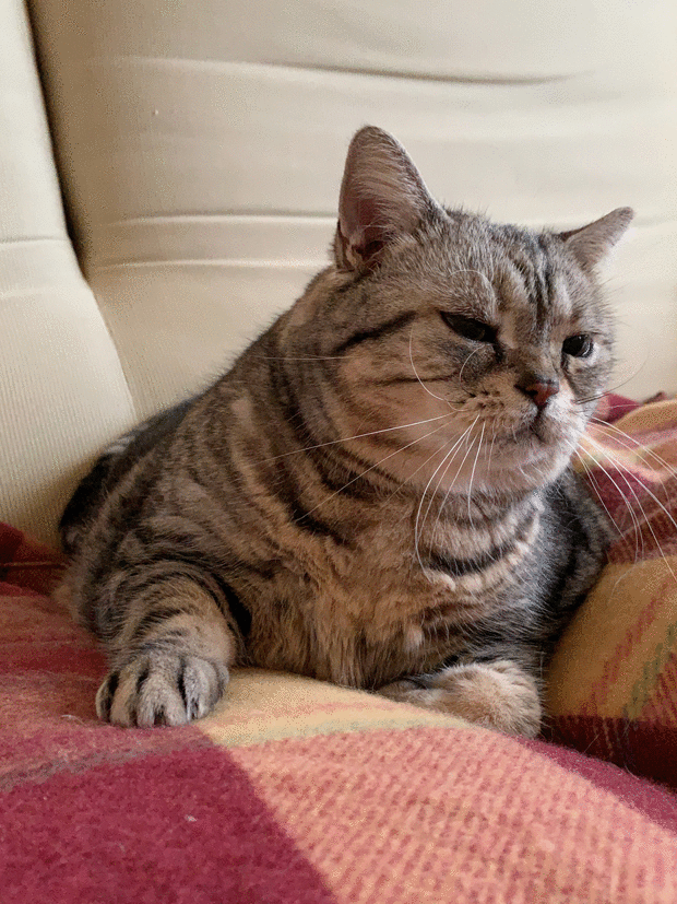 sumomo365_202003_pollen_00_Failure_Cat_Drill_00_10.gif