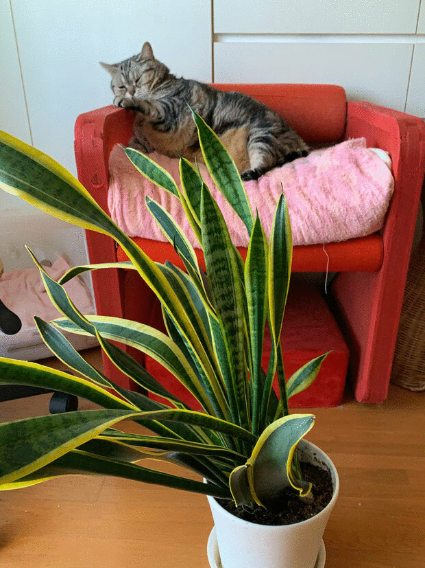sumomo365_202005_Sansevieria_00_06.gif