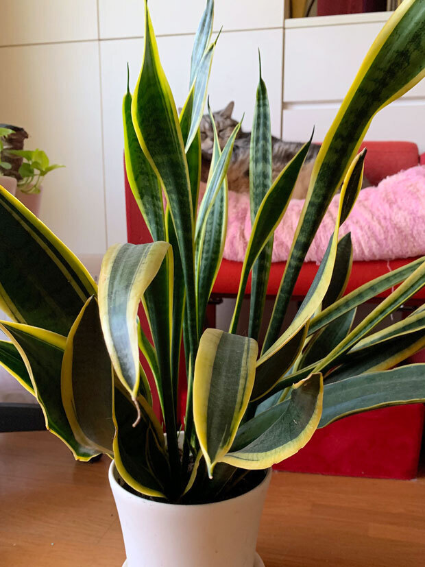 sumomo365_202005_Sansevieria_01.jpg