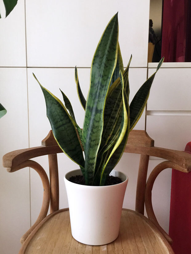 sumomo365_202005_Sansevieria_02.jpg