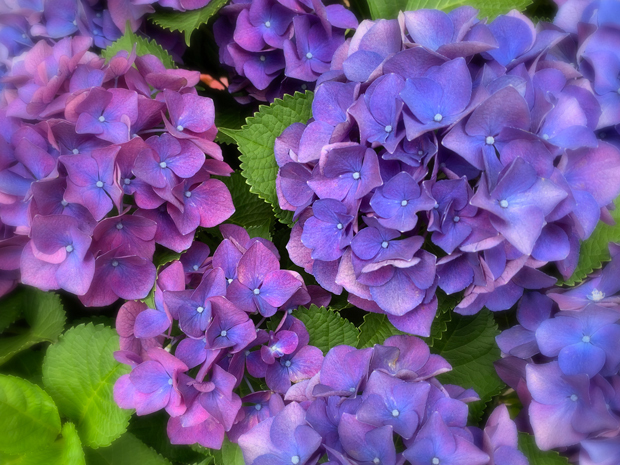 sumomo365_202006_hydrangea_01.jpg