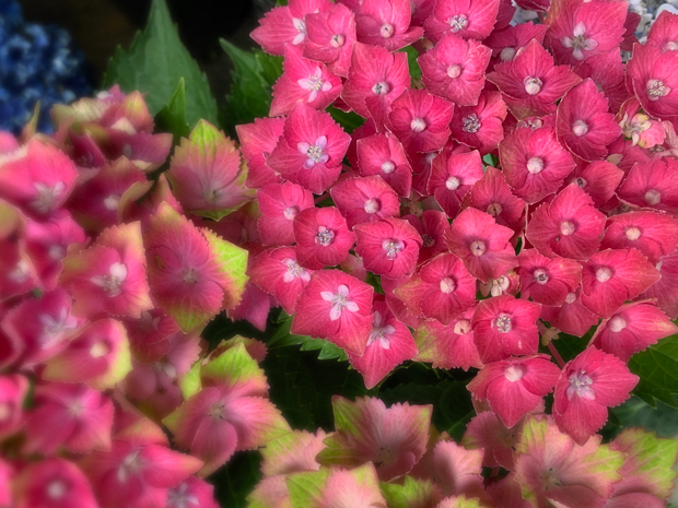 sumomo365_202006_hydrangea_02.jpg
