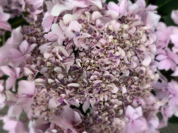 sumomo365_202006_hydrangea_04.jpg