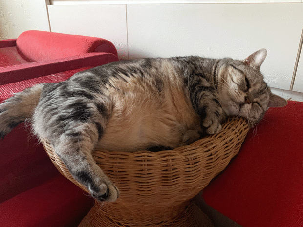 sumomo365_202007_Sleep_Peroncho_01_20.gif