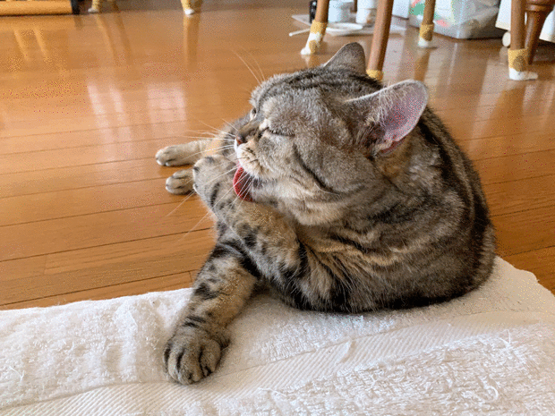 sumomo365_202007_rhythm_Grooming_00_05.gif