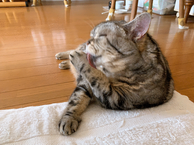sumomo365_202007_rhythm_Grooming_01_05.gif