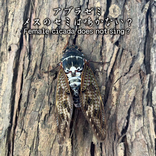 sumomo365_20200812_Cicada_00c.jpg