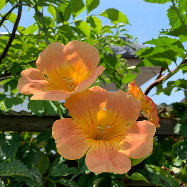 sumomo365_202008_inaka_Orange_00.jpg
