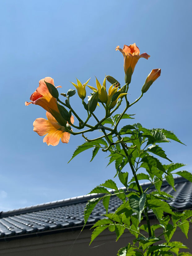 sumomo365_202008_inaka_Orange_01.jpg