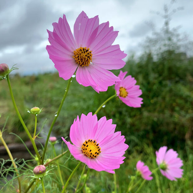 sumomo365_202009_flower_Countryside_00.jpg