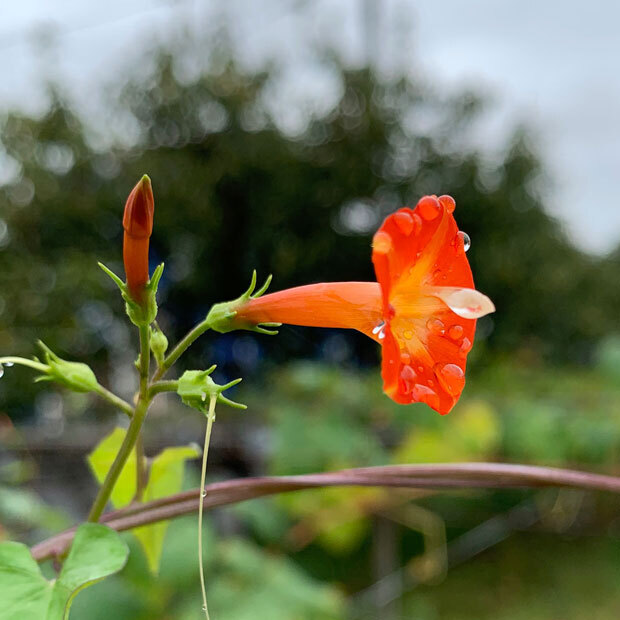 sumomo365_202009_flower_Countryside_01.jpg