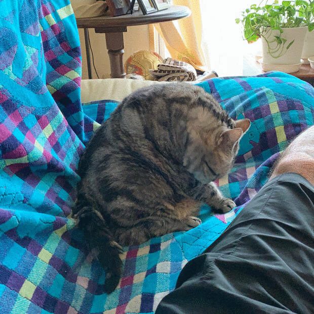 sumomo365_202010_Grooming_on_the_sofa_00_05.gif