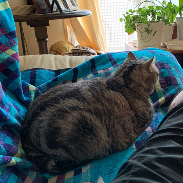 sumomo365_202010_Grooming_on_the_sofa_03.jpg