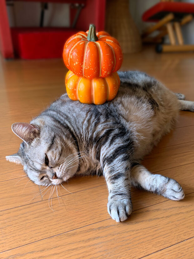 sumomo365_202010_Halloween2_00.jpg