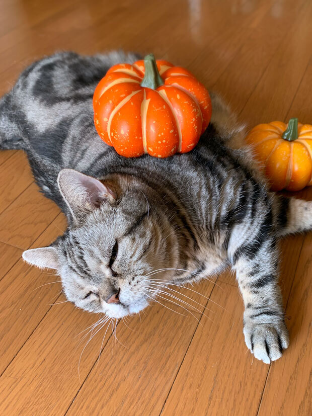 sumomo365_202010_Halloween2_03.jpg